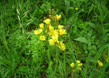 Trauben-Pippau (Crepis praemórsa) - © Bernard Wieser